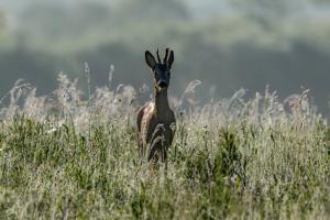 Jutranja_rosa_Marjan Cigoj